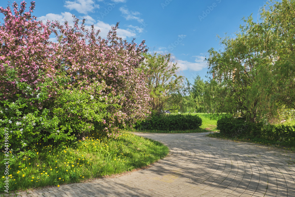 Spring landscape with blooming trees in a city park on the embankment of the river
