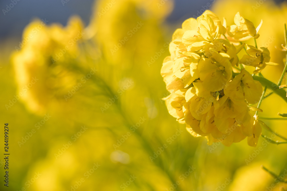 Rapeseed field of Kamogawa-city, Chiba Prefecture Rapeseed field of Kamogawa-city, Chiba Prefecture