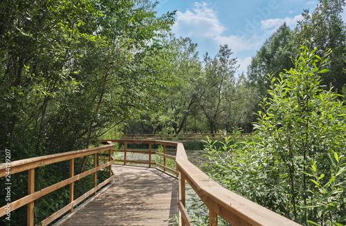 Summer landscape with a wooden walkway in the park on a sunny day © Igor Gorshkov