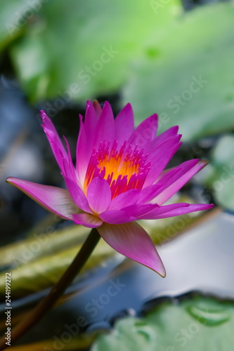 Lotus in swamp