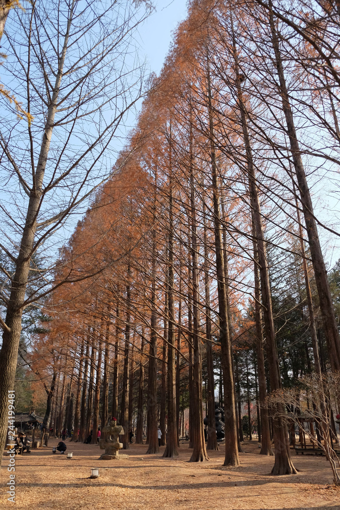 Fototapeta premium Dry tree in garden