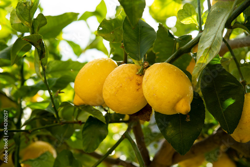Fotografia limoni su Albero italiano del cilento vicino amalfi, positano, sorrento e capri