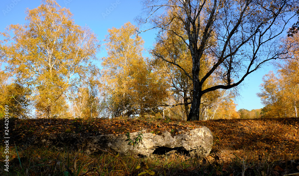 Fototapeta premium Herbst im Naturschutzgebiet Ried bei Grettstadt, Landkreis Schweinfurt, Unterfranken, Bayern, Deutschland
