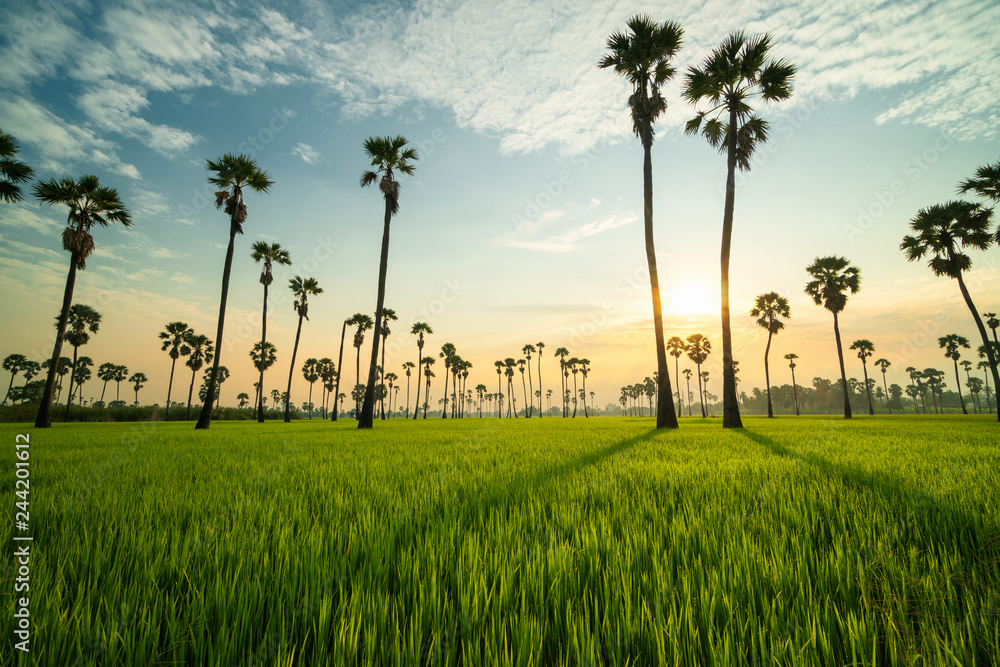 Fototapeta premium Palm tree in green rice field during sun light