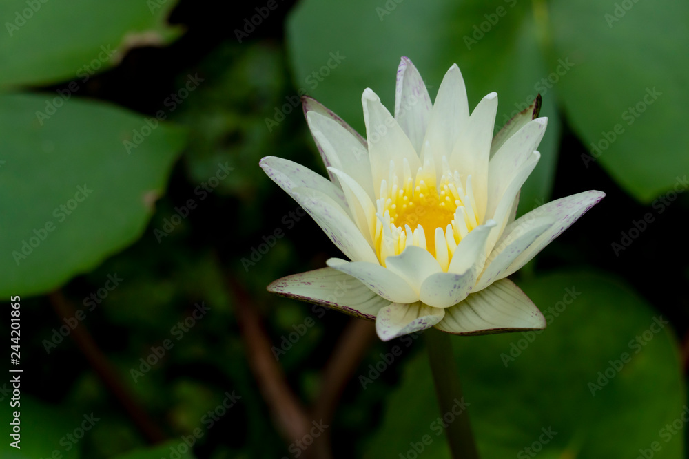 Small white lotus lily with yellow stamens in the middle on the water jar. Small white lotus lily with yellow stamens in the middle on the water jar.