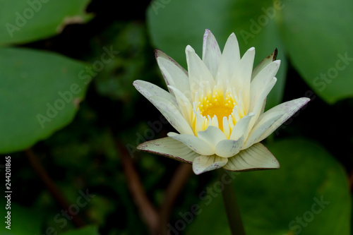 Small white lotus lily with yellow stamens in the middle on the water jar.