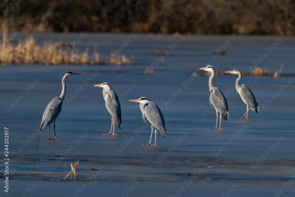Obraz premium Grey heron on frozen lake waiting for spring