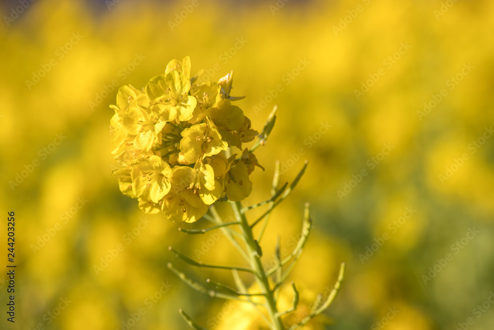 Rapeseed field of Kamogawa-city, Chiba Prefecture Rapeseed field of Kamogawa-city, Chiba Prefecture