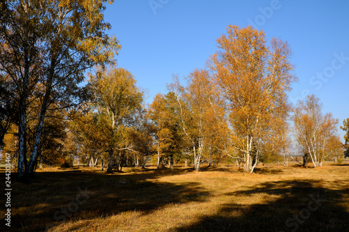 Herbst im Naturschutzgebiet Ried bei Grettstadt  Landkreis Schweinfurt  Unterfranken  Bayern  Deutschland