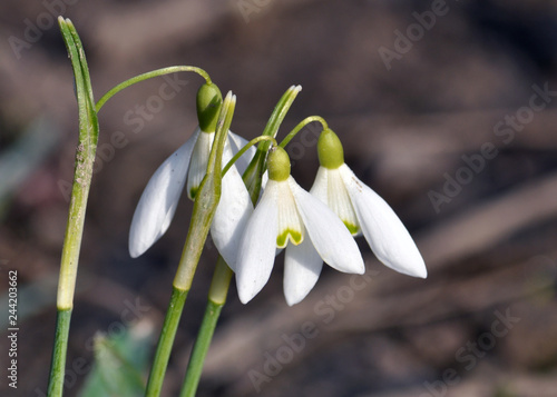 Flowering snowdrops in the woods photo