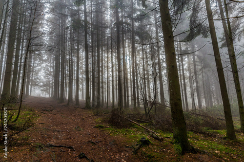 beautiful image tall pine trees and a path from a lower perspective in the middle of the forest on a cold morning with haze on a winter day in the Belgian Ardennes © Emile