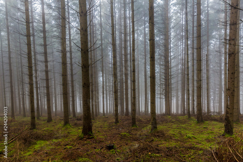 Tall pine trees in the forest with moss and branches on the ground with a lot of fog in a mysterious and cold morning  winter day in the Belgian Ardennes