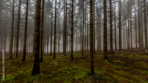 Forest landscape with tall pine trees with abundant moss and branches on the ground on a hill against a light fog in background, foggy and cold winter morning in the Belgian Ardennes