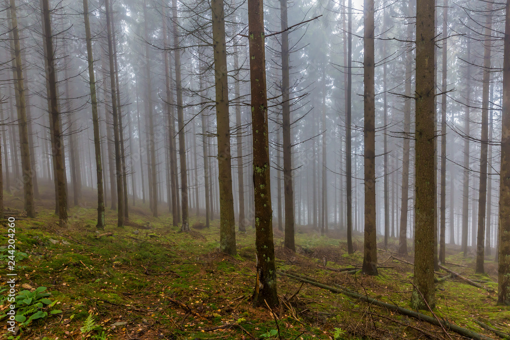 Forest landscape with dry leaves and moss covering the ground, huge bare thin tree trunks with gray background caused by fog, cold winter morning in the Belgian Ardennes