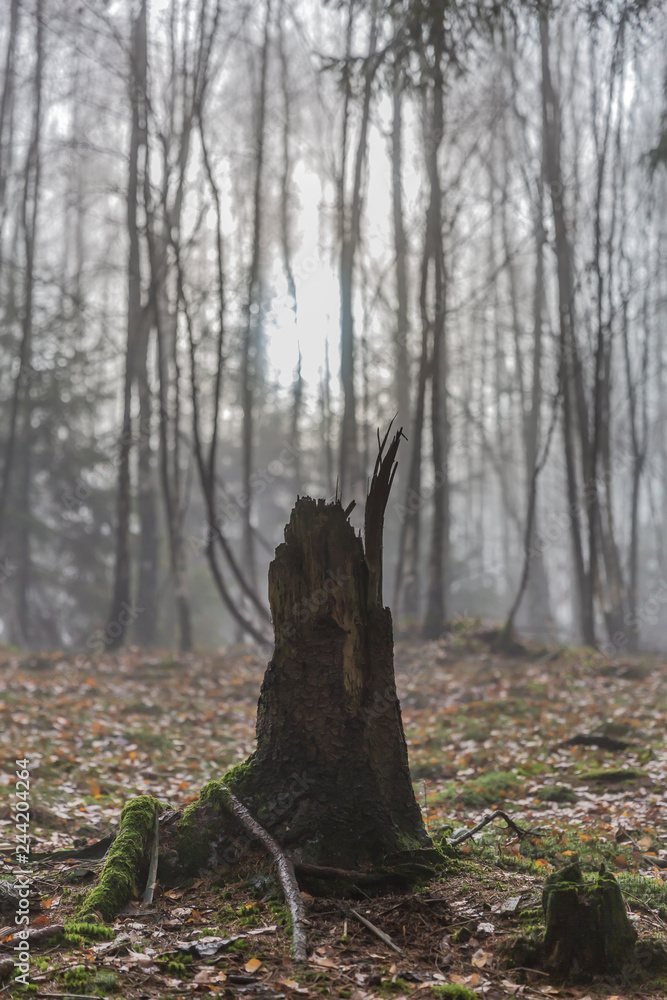Obraz premium Stump of a tree against a wooded landscape in a blurred and misty background, exposed roots covered with moss, dry leaves on ground, mysterious cold winter morning in forest of the Belgian Ardennes