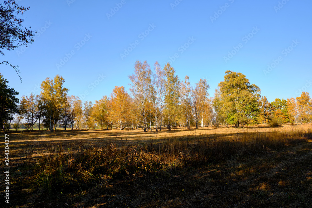 Herbst im Naturschutzgebiet Ried bei Grettstadt, Landkreis Schweinfurt, Unterfranken, Bayern, Deutschland