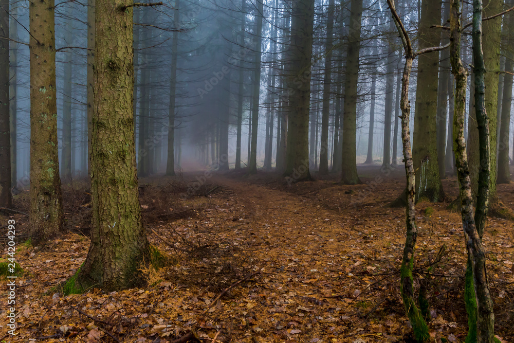 beautiful image of a trail covered with leaves between the trunks of pine trees in the middle of the forest on a cold autumn morning in the Belgian Ardennes