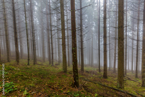 Forest landscape with dry leaves and moss covering the ground, huge bare thin tree trunks with gray background caused by fog, cold winter morning in the Belgian Ardennes