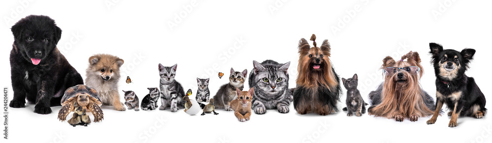 Fototapeta premium Pet isolated on white background