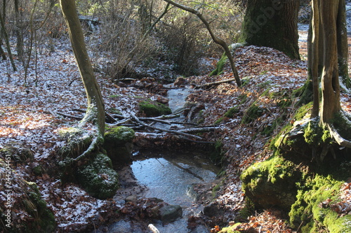 Die Bach im Wald