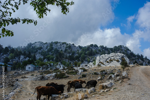 cows on the mountains