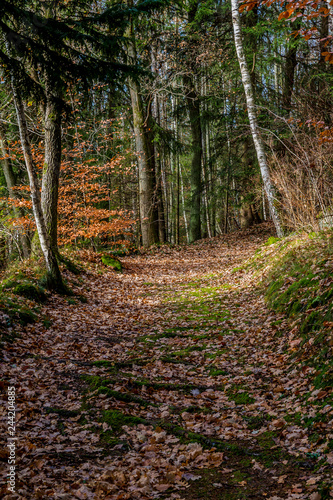 Hiking path between trees in forest of the Belgian Ardennes, ground covered with dry leaves and moss, wooded landscape with green foliage in background, sunny autumn day in Belgium
