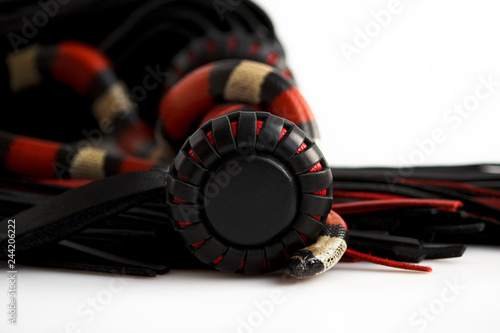 Red-black floger with a patterned handle and leather tails and young Scarlet kingsnake Lampropeltis elapsoides on white background. photo