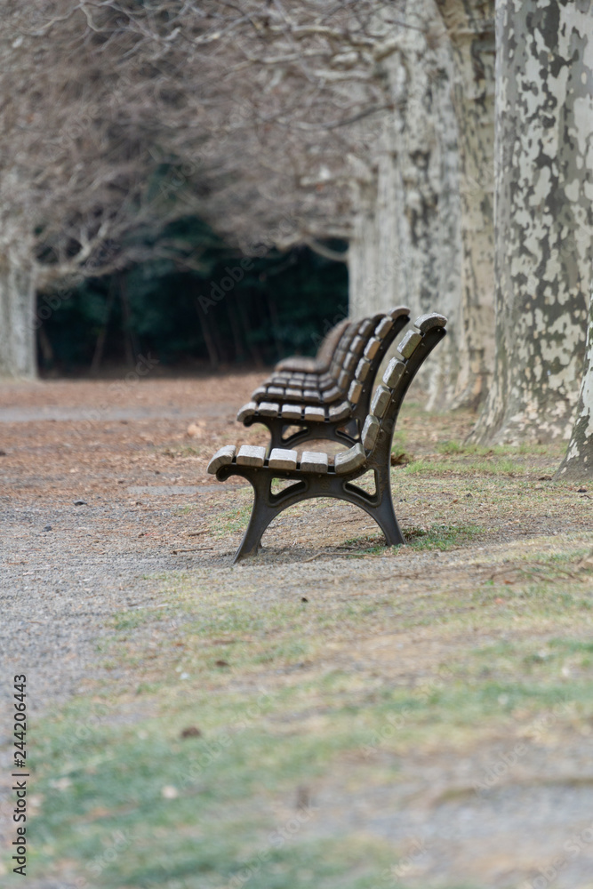 Withered tree lined avenue with benches in a park expressing lonely atmosphere (Winter of Tokyo, Japan) Withered tree lined avenue with benches in a park expressing lonely atmosphere (Winter of Tokyo, Japan)