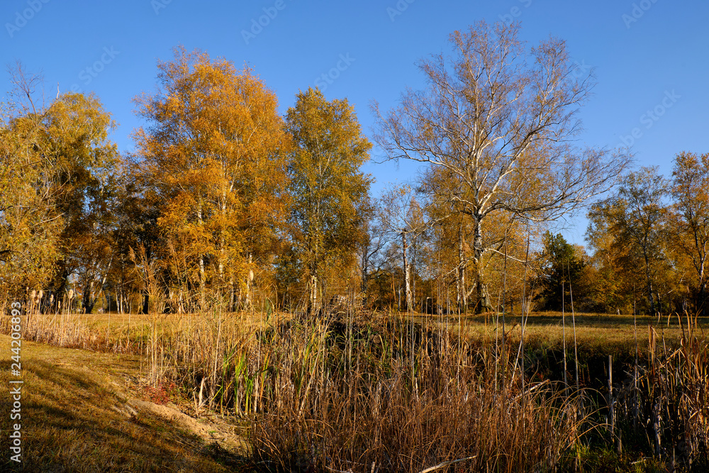 Fototapeta premium Herbst im Naturschutzgebiet Ried bei Grettstadt, Landkreis Schweinfurt, Unterfranken, Bayern, Deutschland