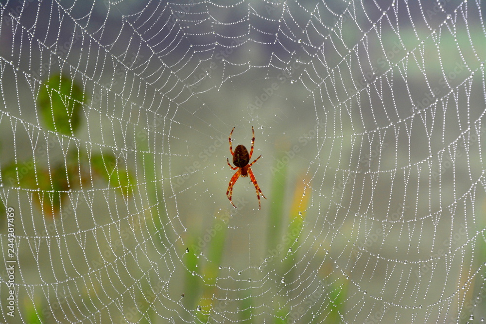 pająk robi pajęczynę