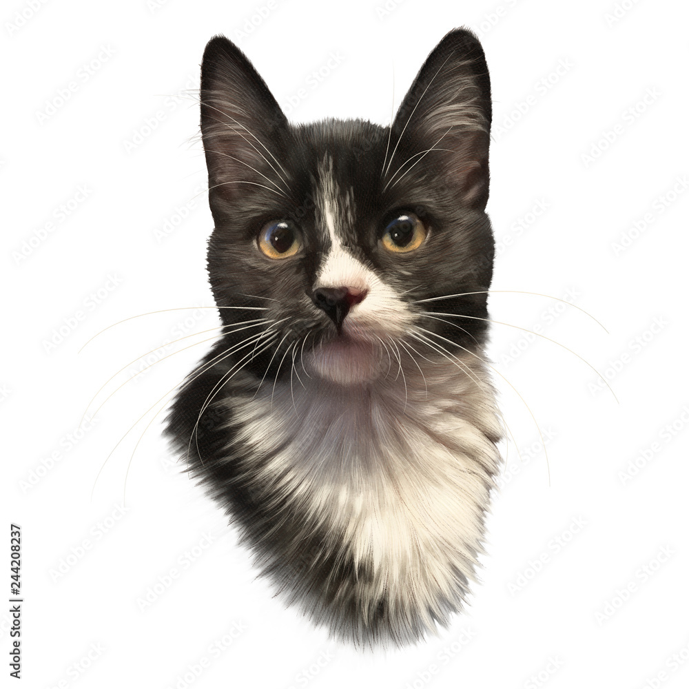 Cute black and white cat with big eyes isolated on white background. Portrait of pet. Realistic drawing of kitten. Good for print T-shirt, pillow. Hand painted illustration. Animal art collection: Cat