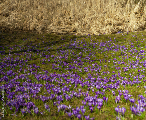 Colorful spring landscape in Carpathian village with fields of blooming Crocuses. Panoramic photo of Blooming purple flowers in the sunny spring day. Crocus meadow flowers.