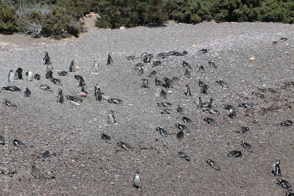 Obraz premium Manchot de Magellan