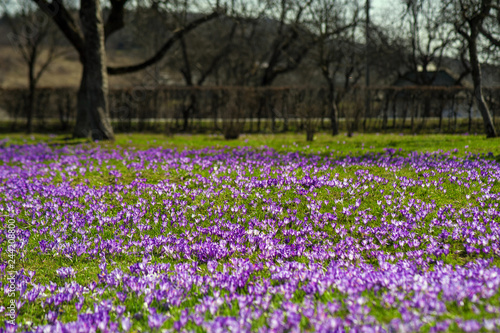 Colorful spring landscape in Carpathian village with fields of blooming crocuses. Blooming purple flowers in the sunny spring day. Crocus meadow flowers. © Viktoria