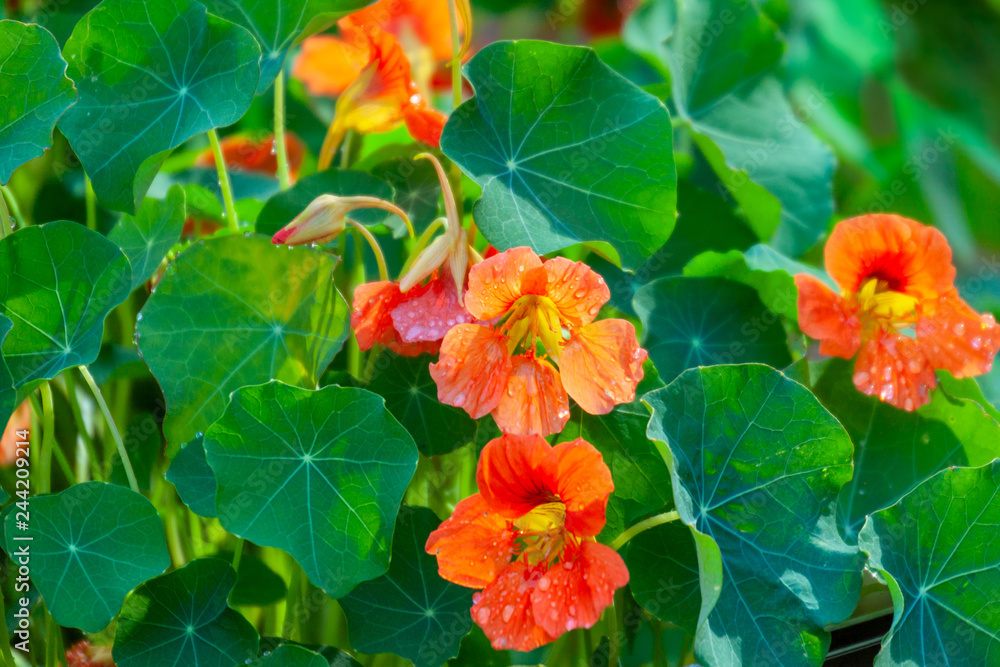 Nasturtium flowers with green colorful leaves. Nasturtium flowers with green colorful leaves.