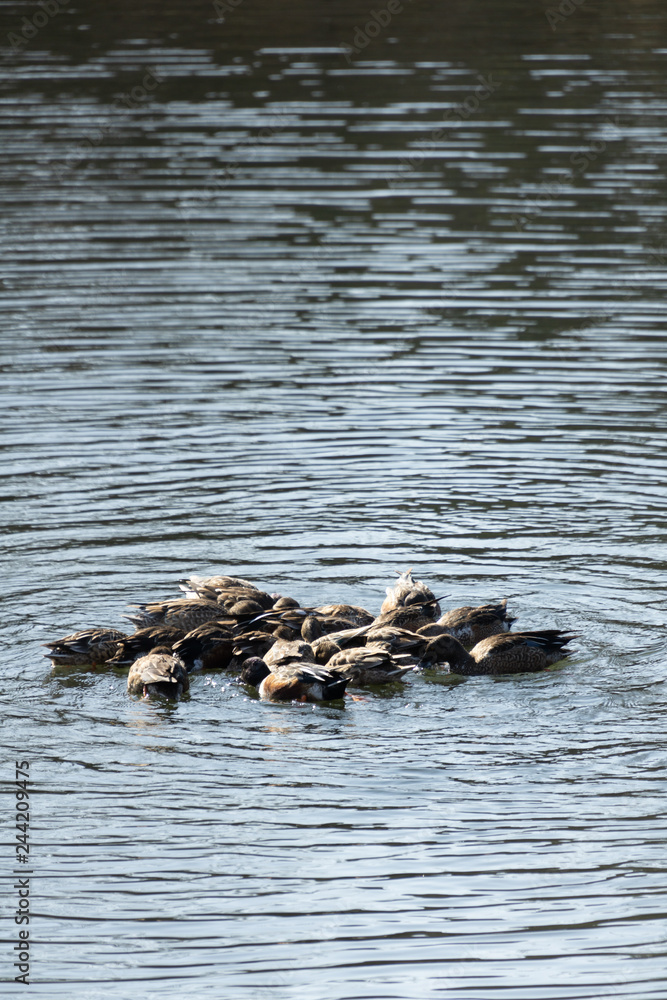Flock of mallard ducks swimming in a circle while making nice texture wave on water Flock of mallard ducks swimming in a circle while making nice texture wave on water