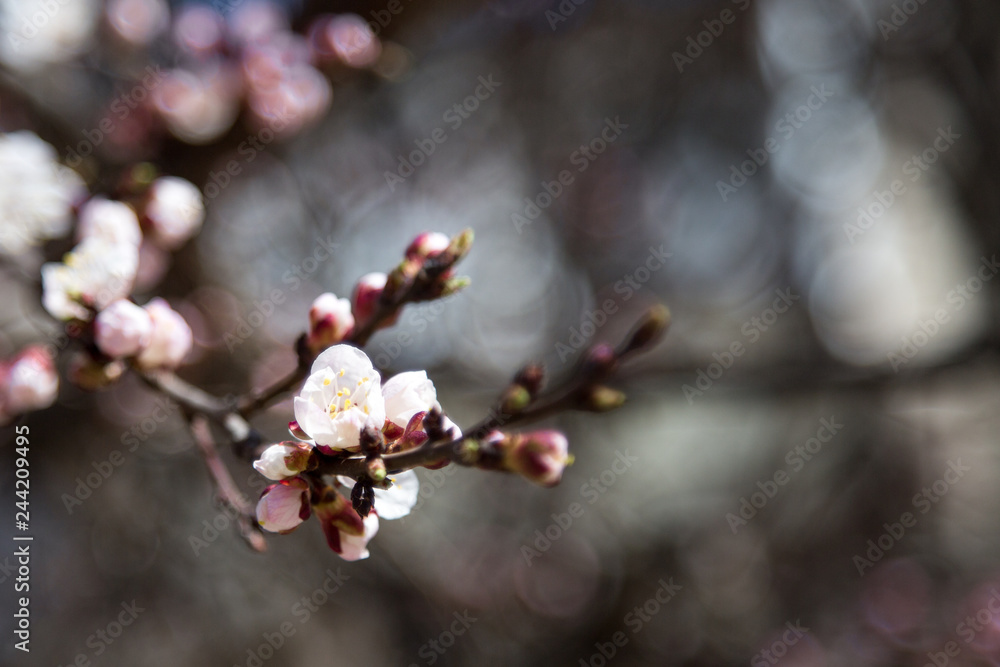 Blossoming flowers and lots of pink buds of apricot. spring flowers. Blooming apricot.spring beauty.Apricot blooms Blossoming flowers and lots of pink buds of apricot. spring flowers. Blooming apricot.spring beauty.Apricot blooms