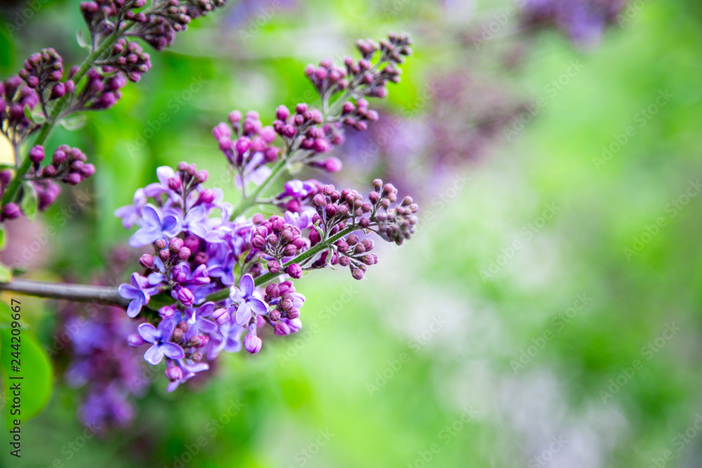 Spring branch of blossoming lilac. Purple lilac flowers spring blossom background. Spring branch of blossoming lilac. Purple lilac flowers spring blossom background.