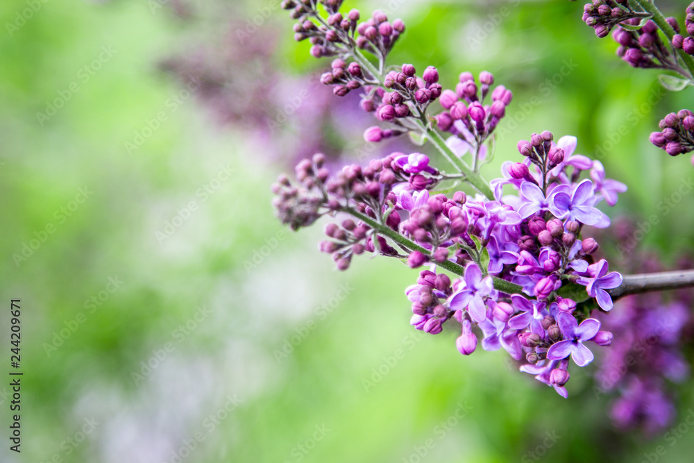 Spring branch of blossoming lilac. Purple lilac flowers spring blossom background. Spring branch of blossoming lilac. Purple lilac flowers spring blossom background.