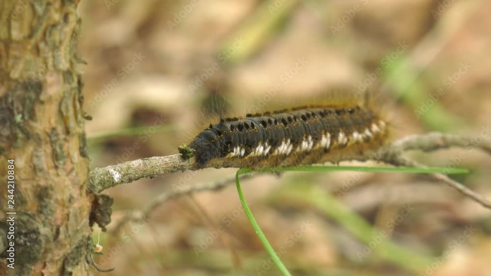 Caterpillar of Euthrix potatoria's butterfly. Caterpillar of Euthrix potatoria's butterfly.