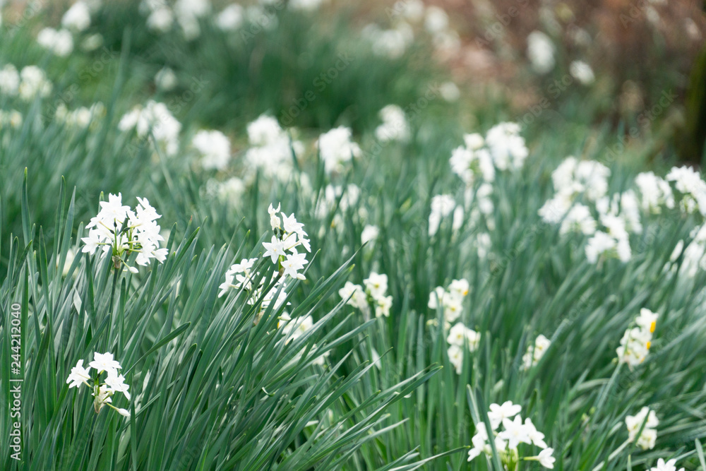 Obraz premium White flowers with green glass background
