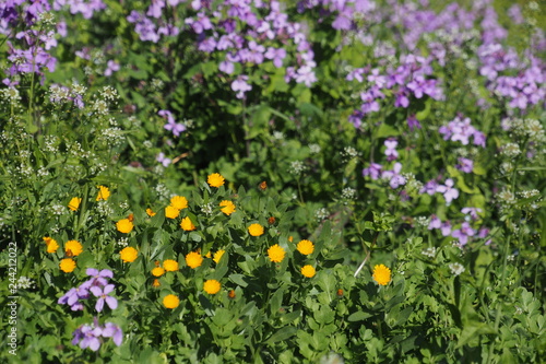 春に咲く小さい花 © kenta0807