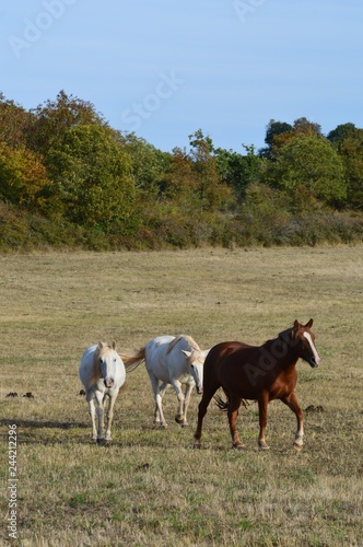 Fototapeta Naklejka Na Ścianę i Meble -  Chevaux en Aveyron