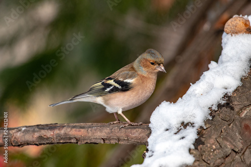 Common Chaffinch (Fringilla coelebs) in snow searching for food