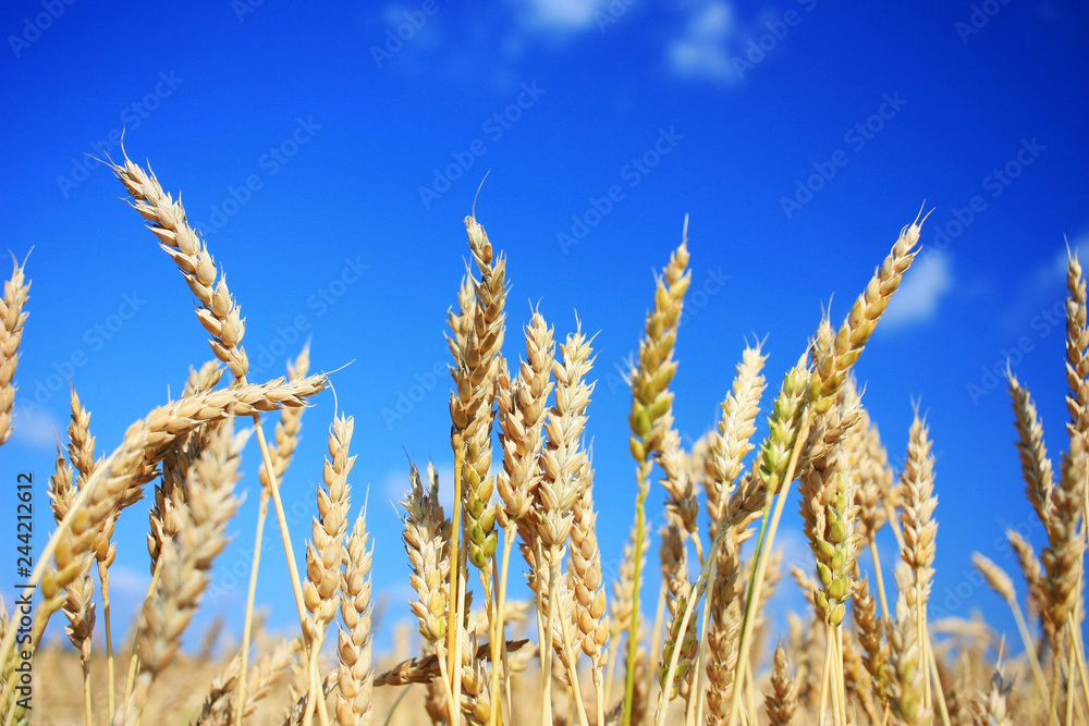Fototapeta premium Ripe wheat ears in a field