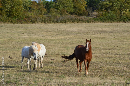 Fototapeta Naklejka Na Ścianę i Meble -  Chevaux en Aveyron