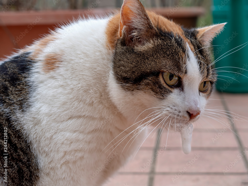 Fototapeta premium Cat vomiting white froth, sick pet. Hairball maybe. Veterinary medecine etc.