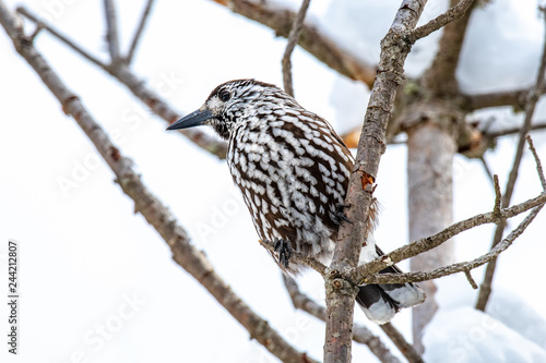Spotted Nutcracker Nucifraga caryocatactes sitting on the perch