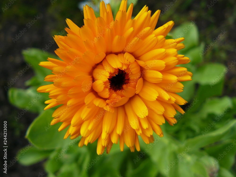calendula calendula