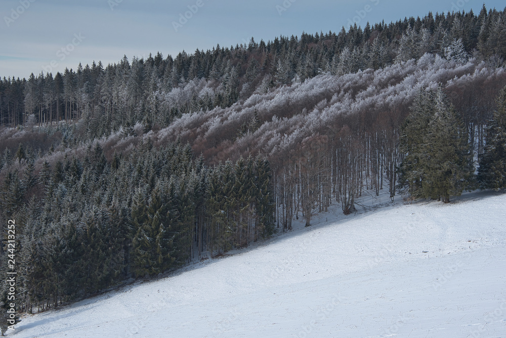 frosty forests frosty forests